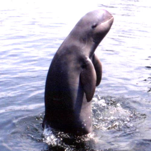 IIT Madras Researchers help Chilika Lake in Odisha to triple Irrawaddy Dolphin Population
