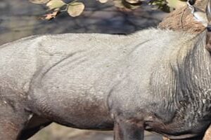 Zoological Survey of India (ZSI) is hiring 20 JRFs ! Apply before 01 Feb 2018